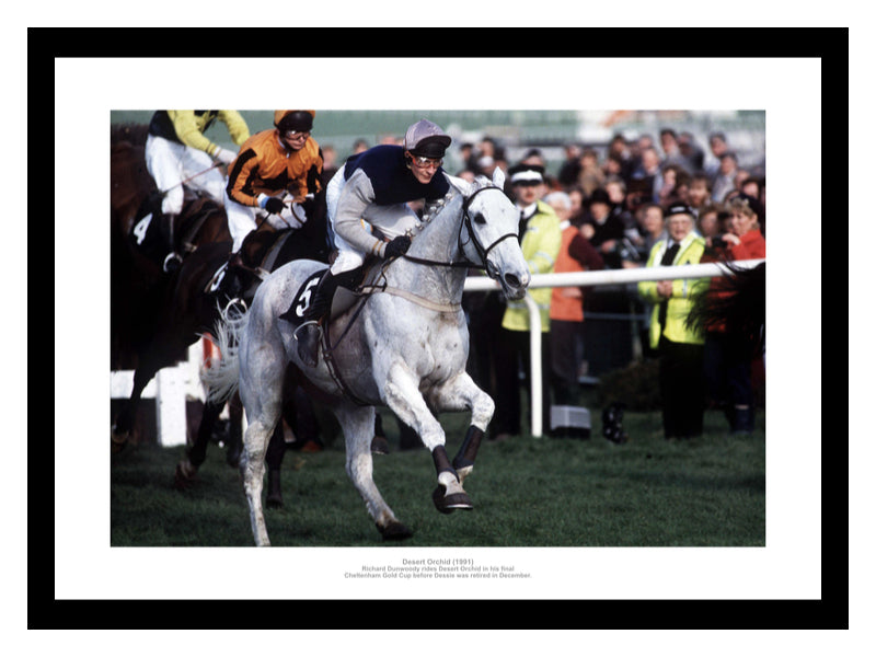Desert Orchid Last Cheltenham Gold Cup 1991 Photo Memorabilia