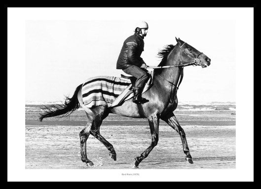Red Rum Training Gallop 1978 Horse Racing Photo Memorabilia
