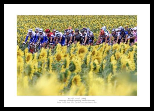 Tour de France Peloton 'Sunflower Field' Photo Memorabilia