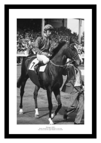 Shergar Last Race Horse Racing Photo