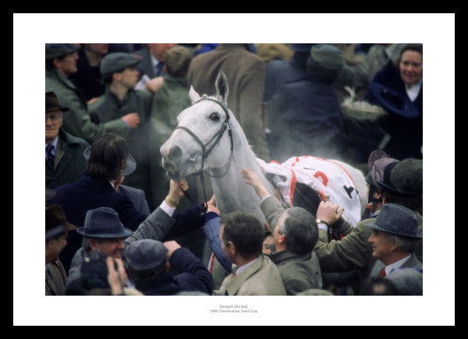 Desert Orchid 1989 Cheltenham Gold Cup Photo Memorabilia