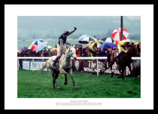 Desert Orchid 1989 Cheltenham Gold Cup Photo Memorabilia