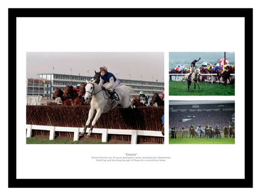 Desert Orchid Horse Racing Legend Photo Memorabilia